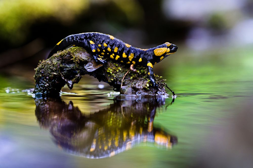 Photograph by Zdeněk Dvořák