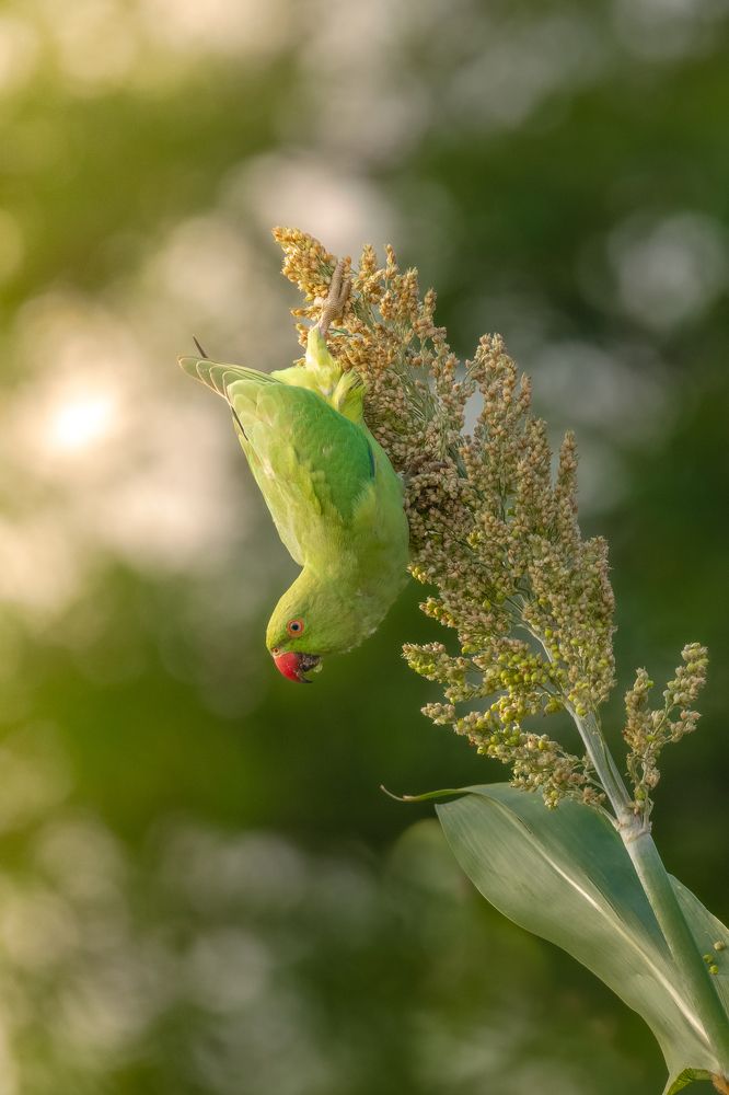Photograph by Anindita Datta Muhuri
