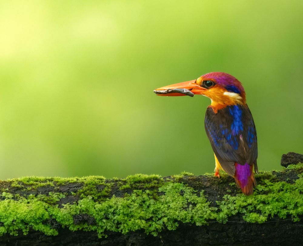 Photograph by Anindita Datta Muhuri