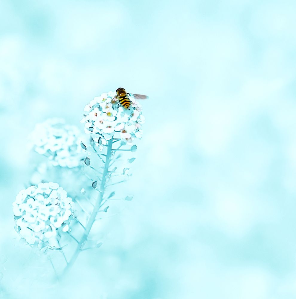 Холодное лето.