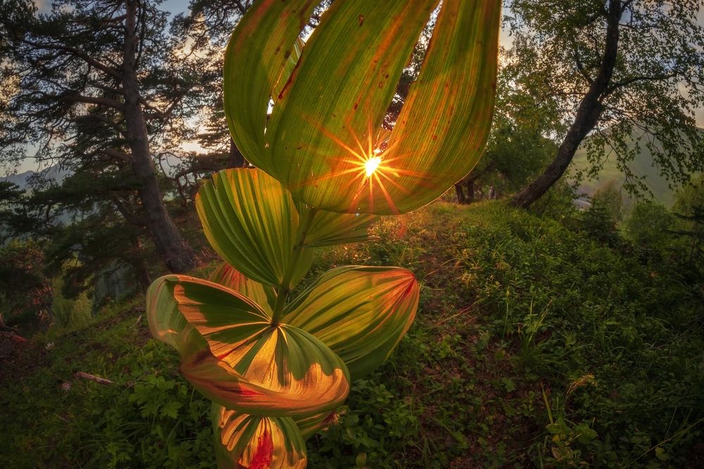 Photograph by Евгения Ботова