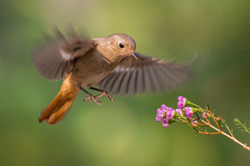 Phoenicurus auroreus