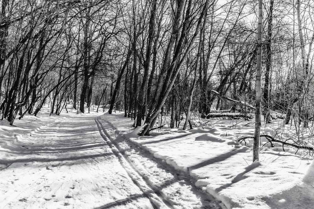 Зимним утром в лесу