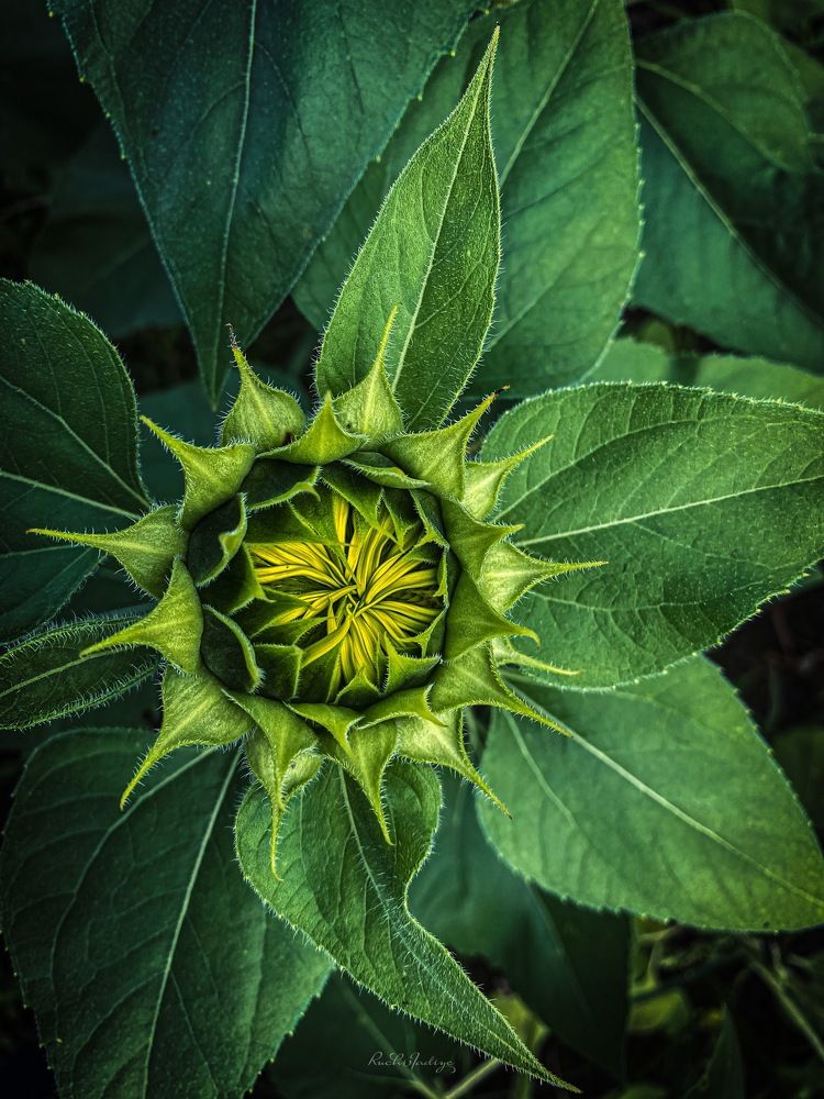 Photograph by Ruchi Jadiye