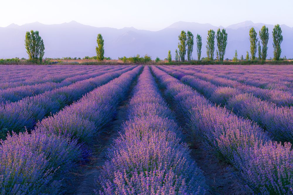 Lavender fields