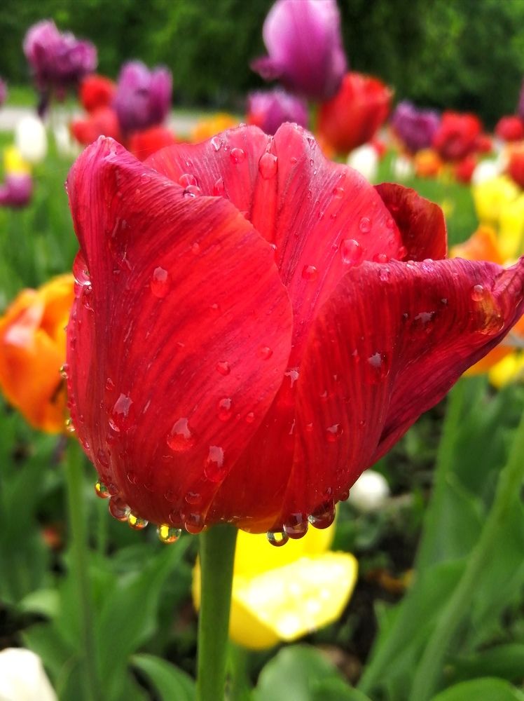 Photograph by Светлана Веселовская