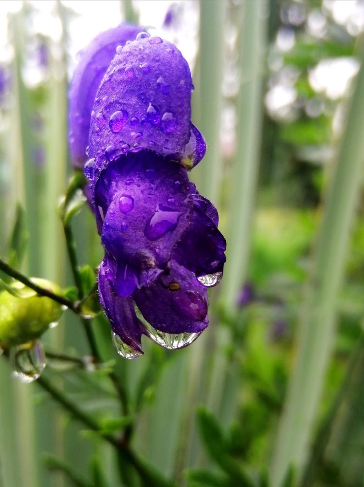 Photograph by Светлана Веселовская