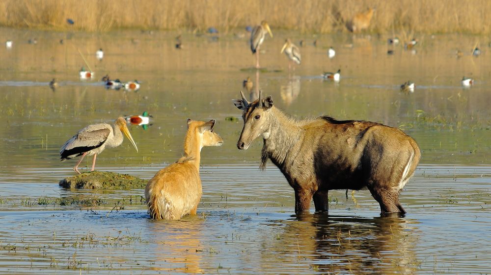 Juvenile Asian Antelopes