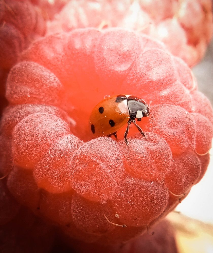 В малинке - вечеринка.