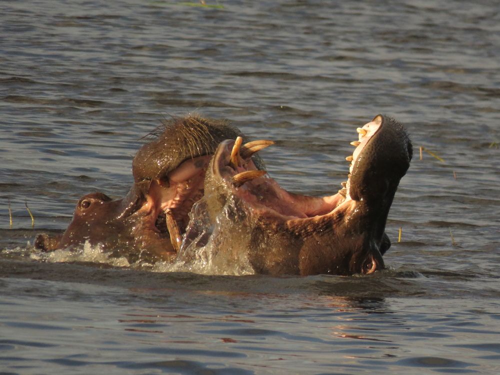 Hippos fighting