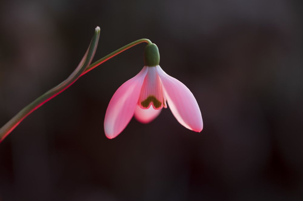 Photograph by Ksenija Planinc Kiridžiev