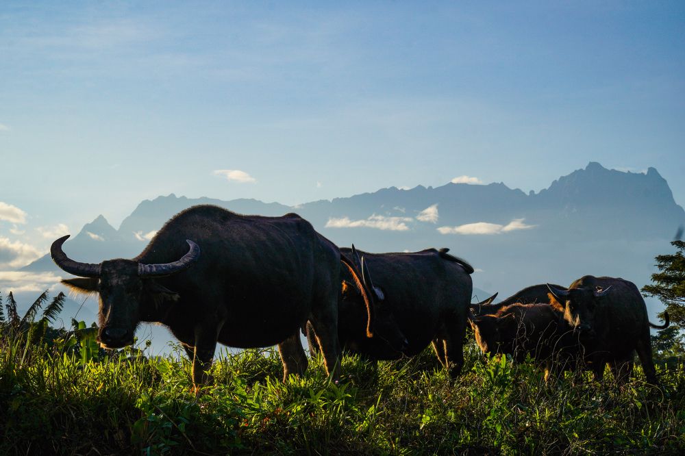 Photograph by Faiz Asali