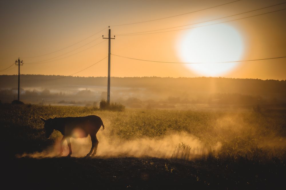 Photograph by Максим Косяков