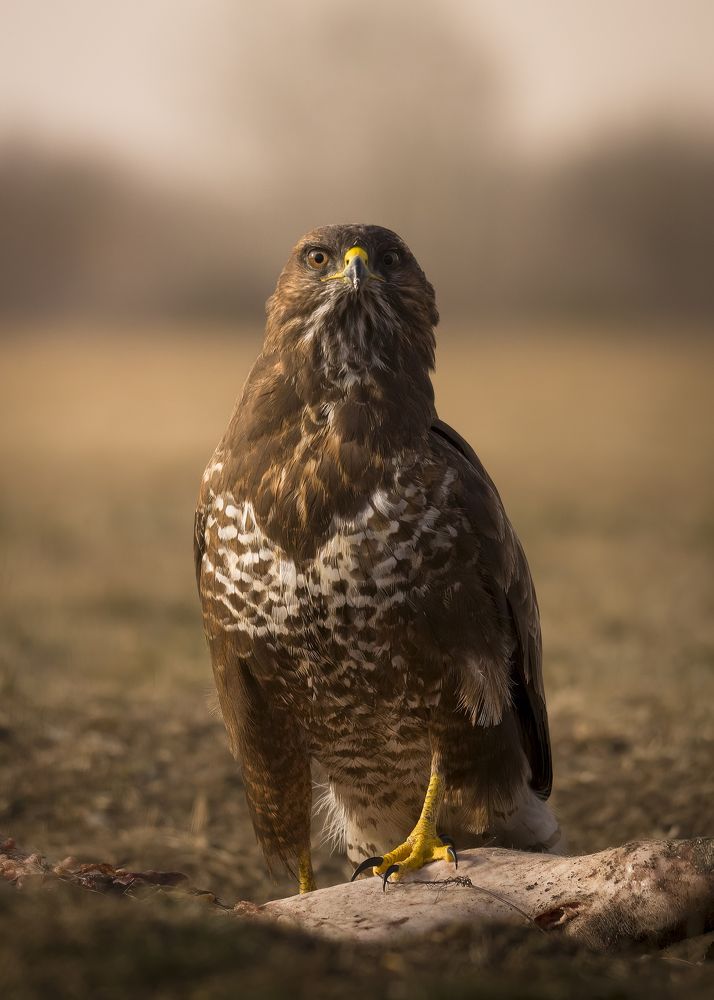 Proud Common Buzzard