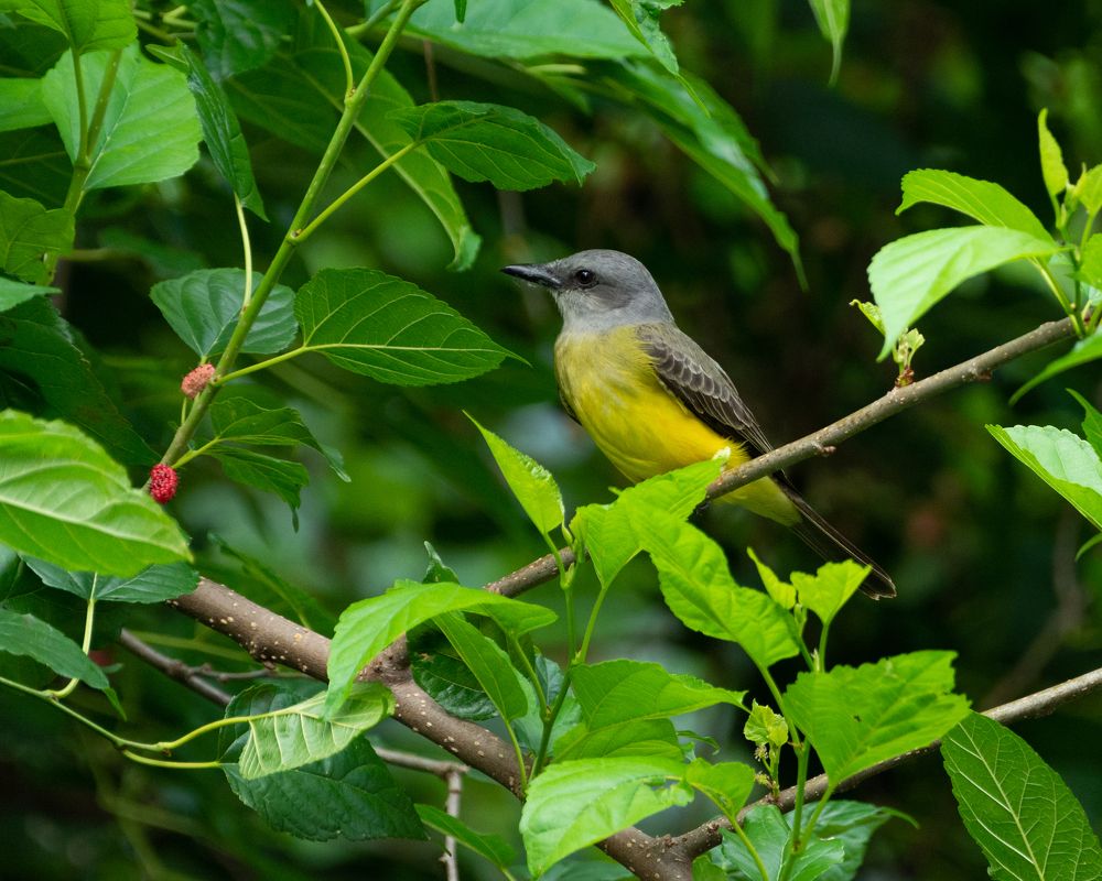 Photograph by Aparecido Donizete de Miranda