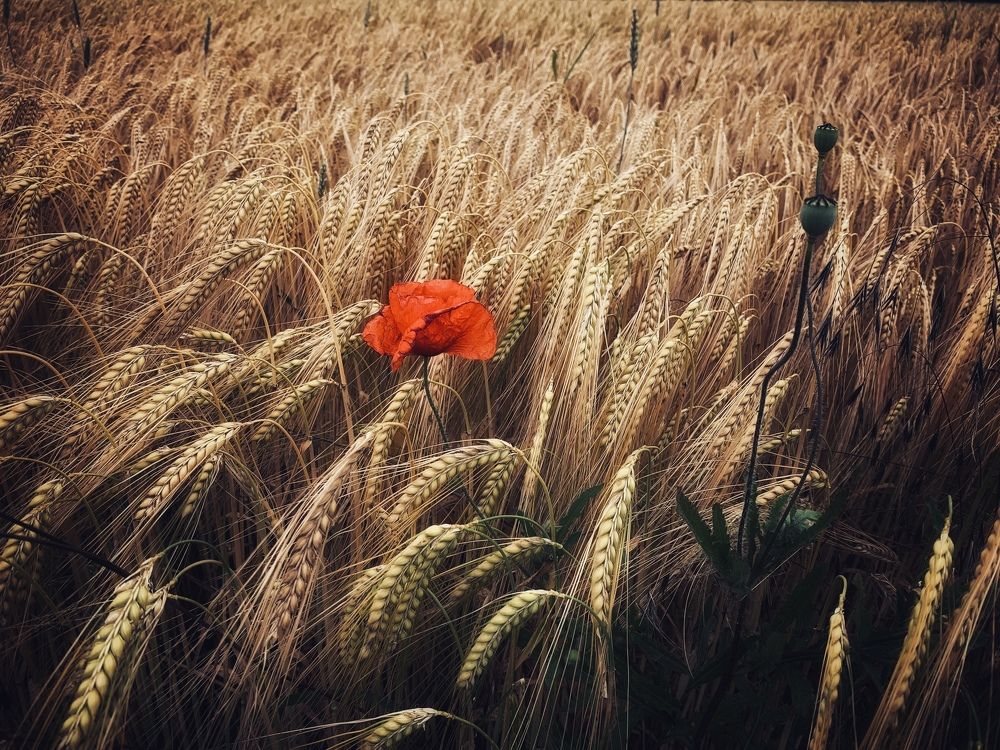 Маки в поле — Poppies in the Field
