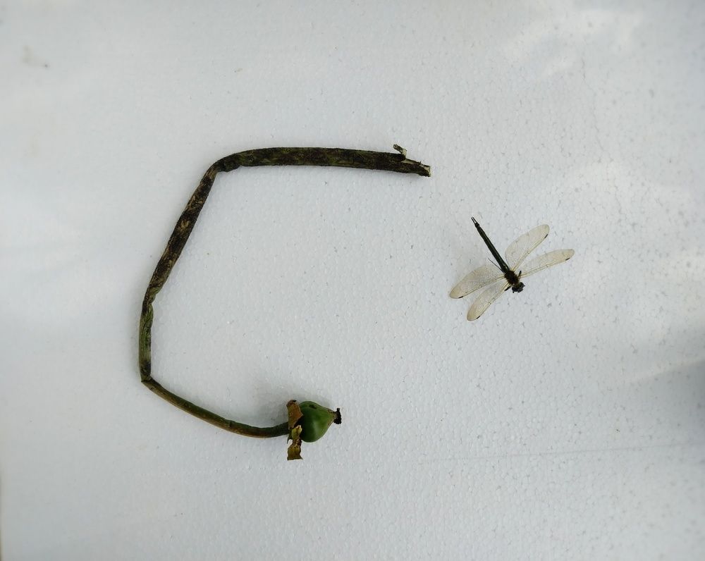 Photo #7257218