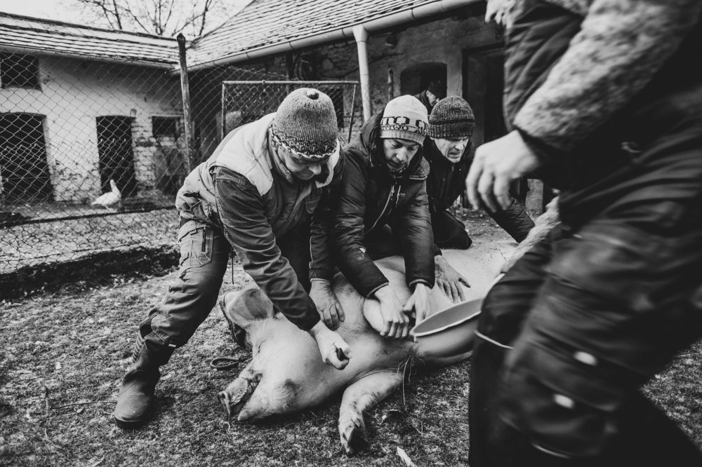 Moravská zabijačka