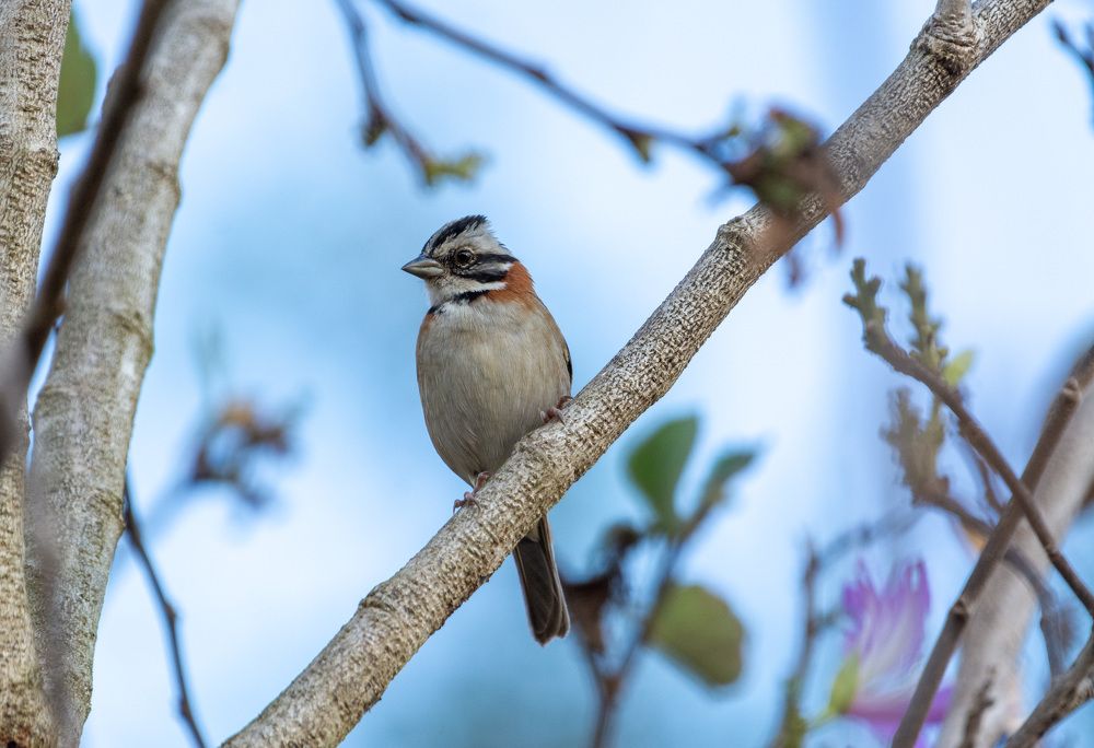 Photograph by Aparecido Donizete de Miranda