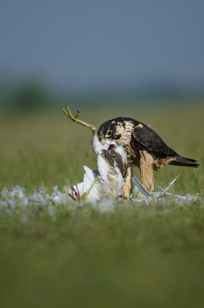 Photograph by Philip Thomas