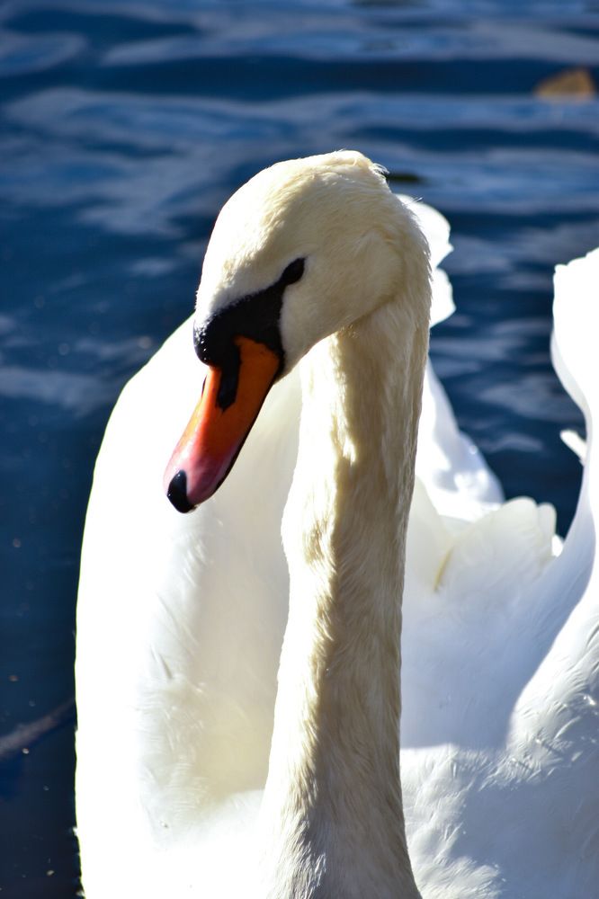 Photograph by Елена Антонова