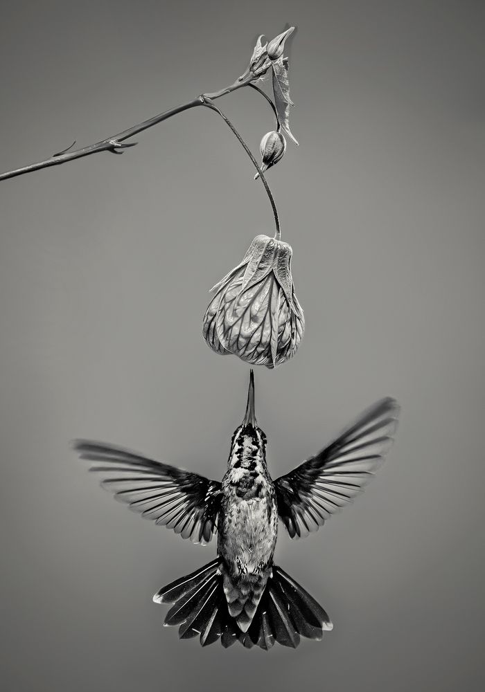 Balance with elegance