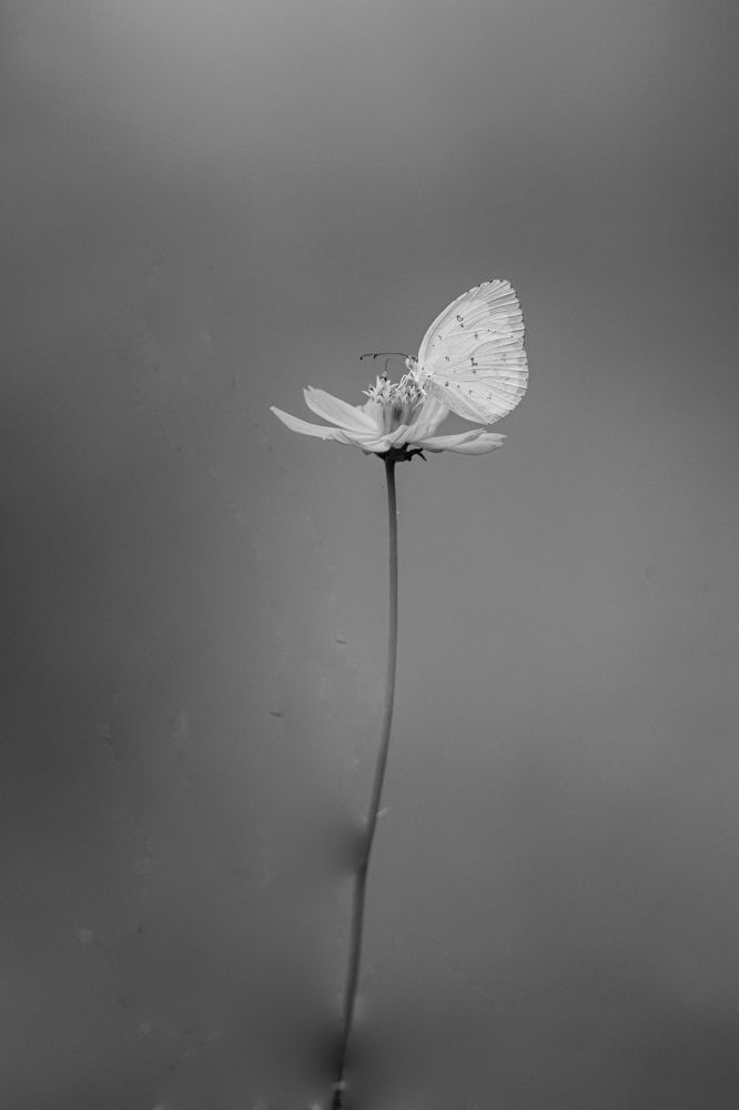 Фотография автора Prashant Parate