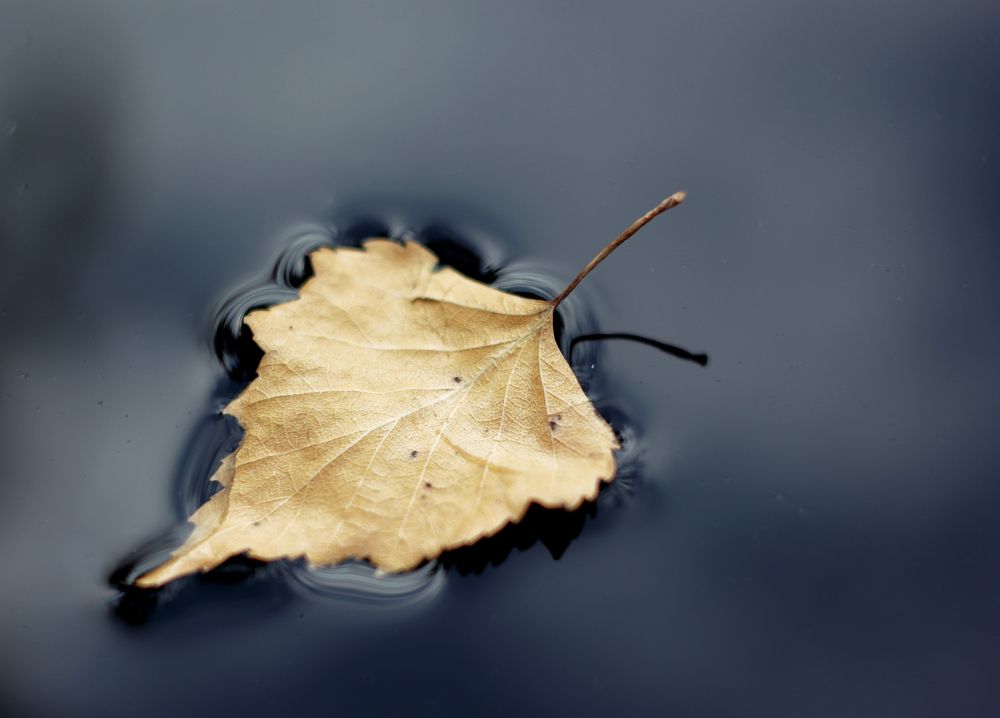 Последний желтый лист