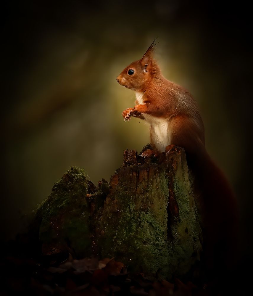 Photograph by Guerin