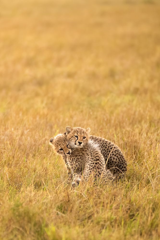 Photograph by Jayakumar MN