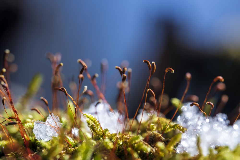 Photograph by Ksenija Planinc Kiridžiev