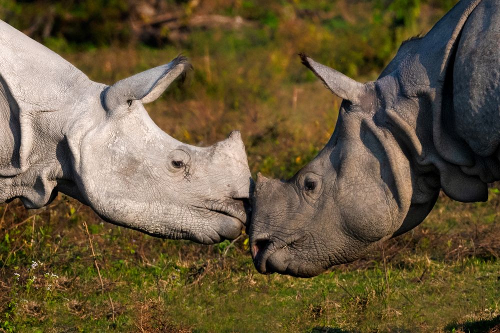 Photograph by Bibhas Deb