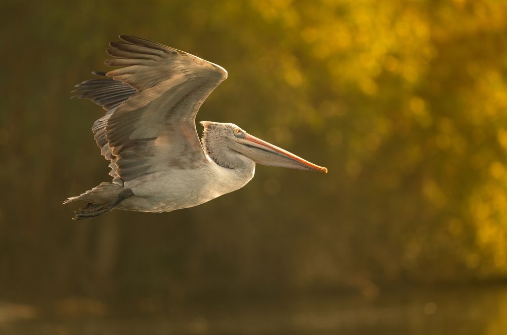 Photograph by Anindita Datta Muhuri