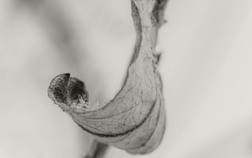 Ладонь природы