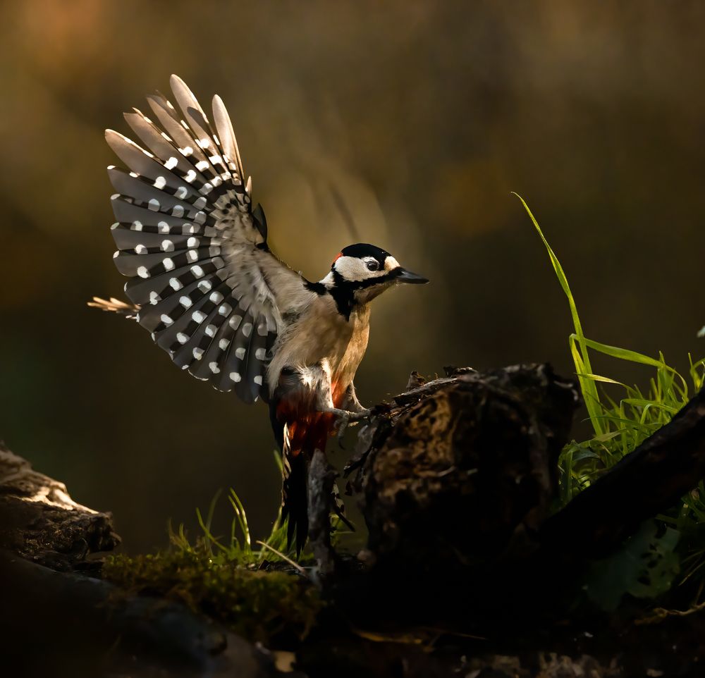 Photograph by CANG BOUN