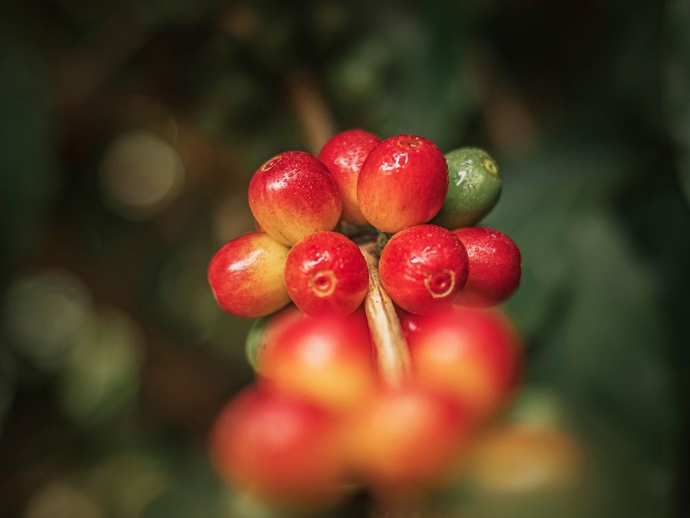 Photograph by Everson Carvalho