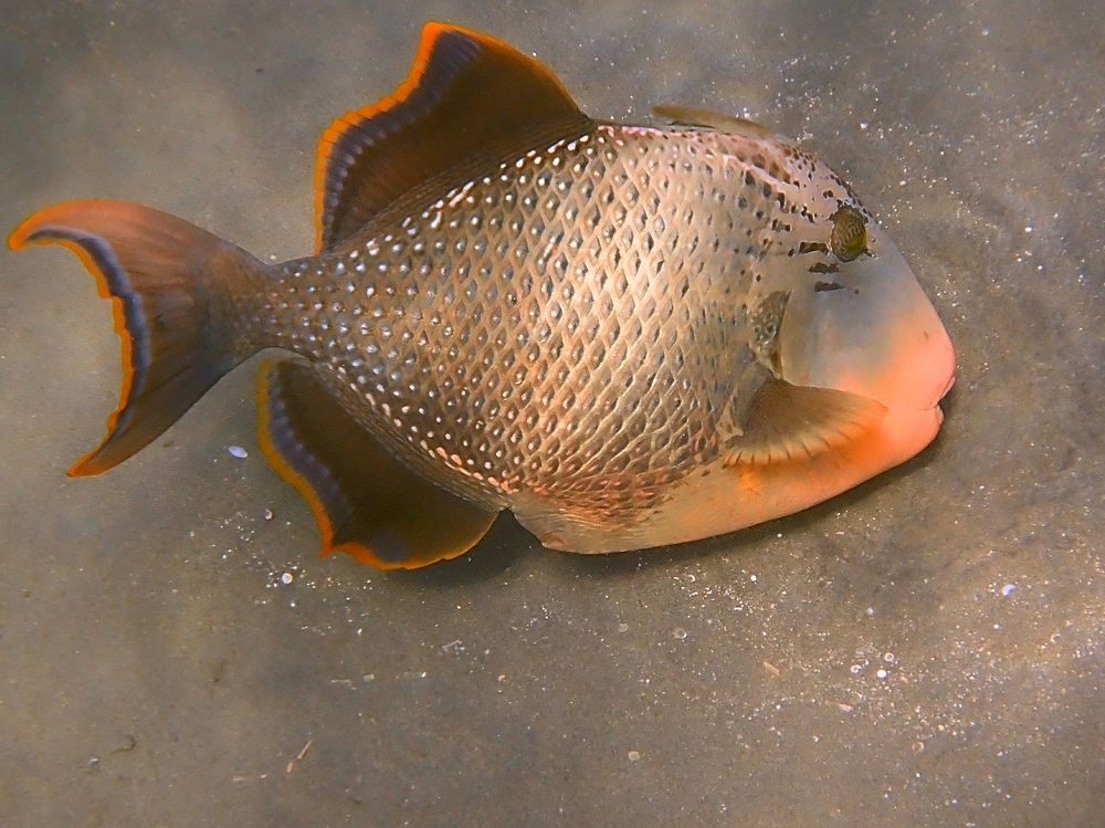 Спинороги. Красное море, Марса Алам