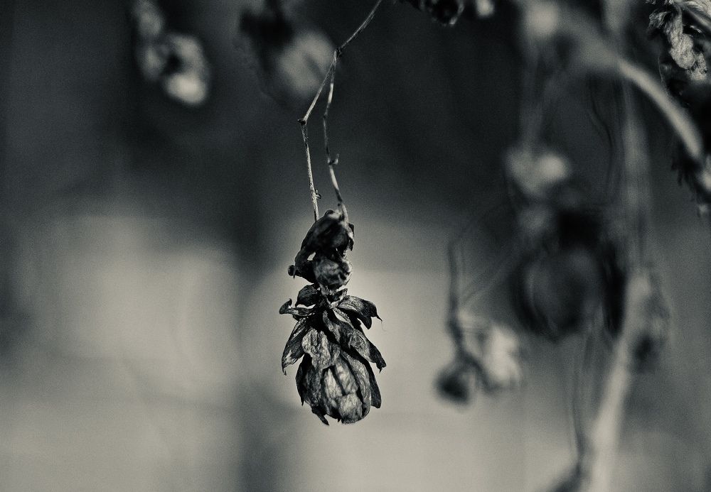 Photograph by Алеся