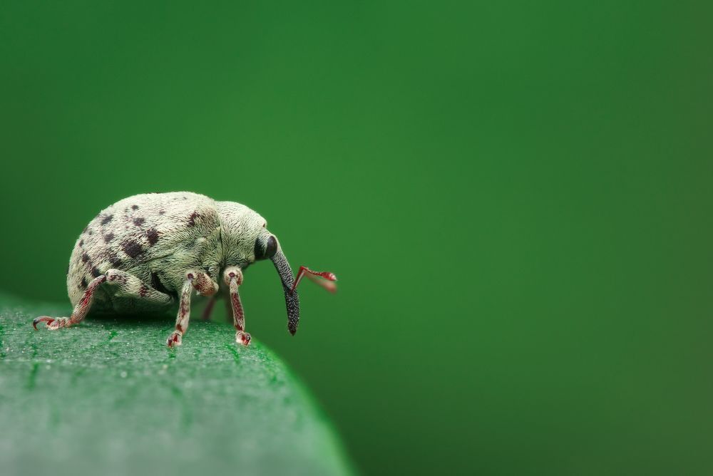 Weevil in green