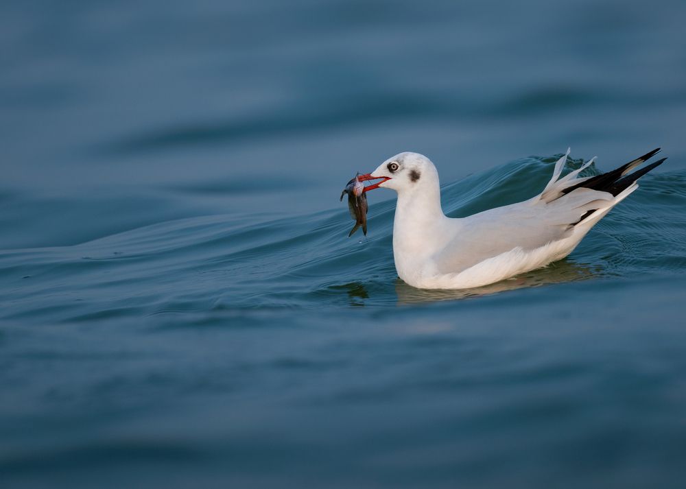 Photograph by Anindita Datta Muhuri