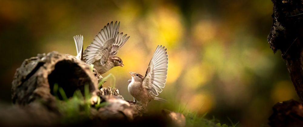 Dance ballet of Sparrow