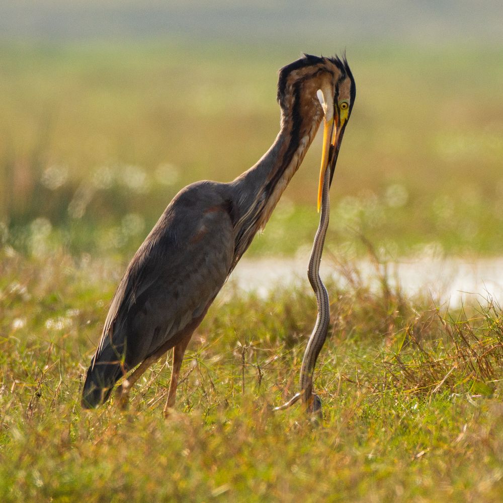 Photograph by Soumya Chandan Panda