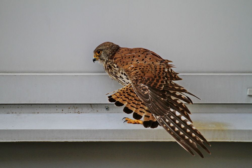 Фотография автора Александр Челмодеев