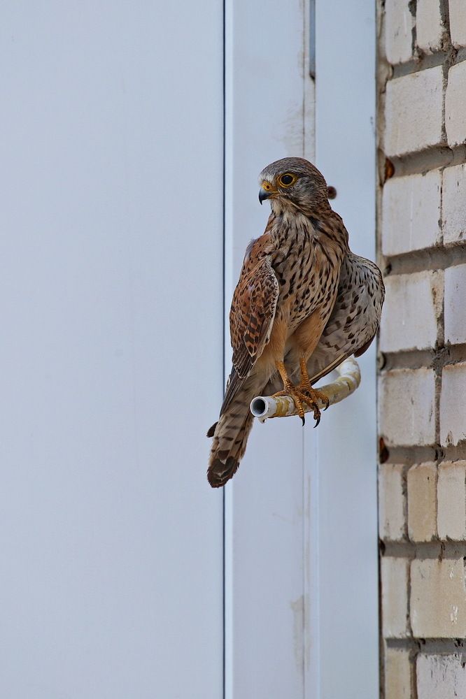 Фотография автора Александр Челмодеев