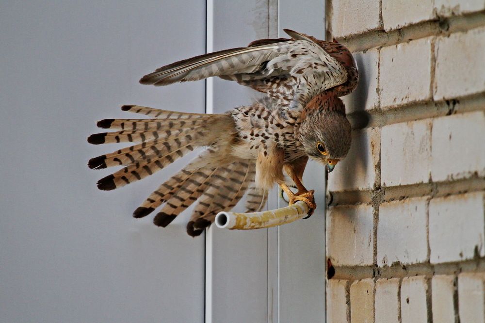 Photograph by Александр Челмодеев