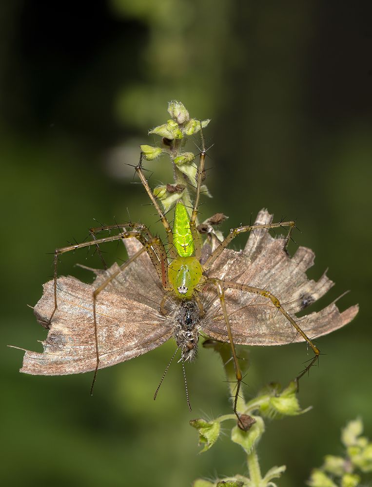 Photograph by Bibhas Deb