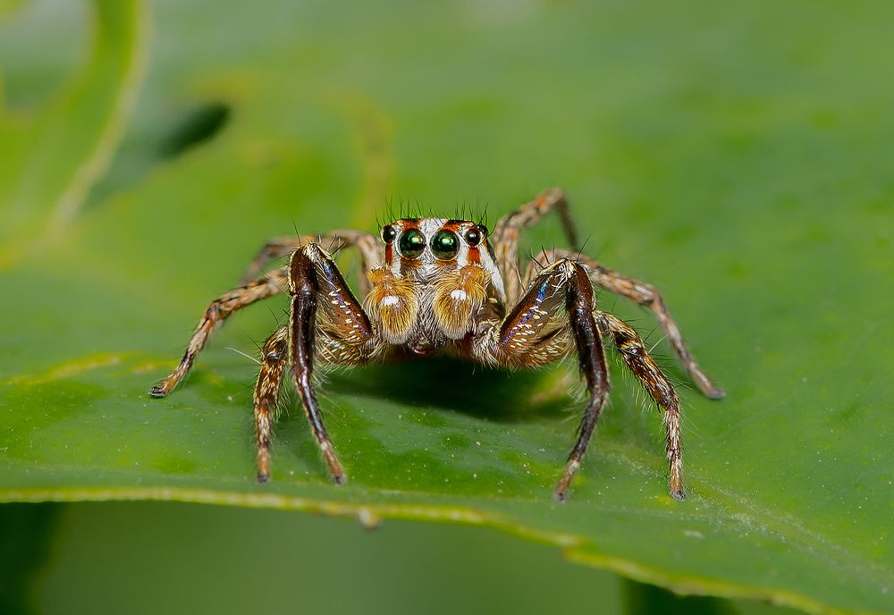 Photograph by Bibhas Deb