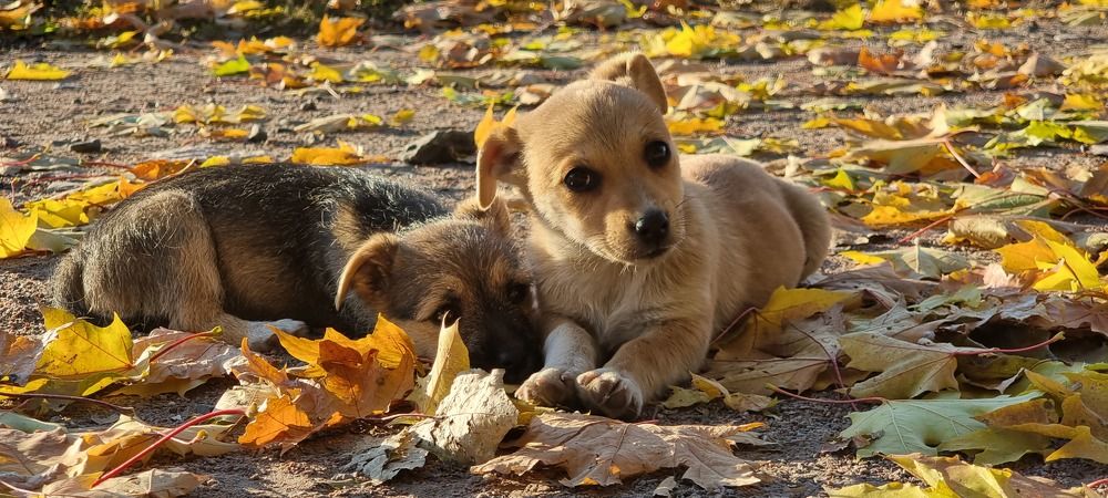 Фотография автора Evgeniya KHOKHLOVA