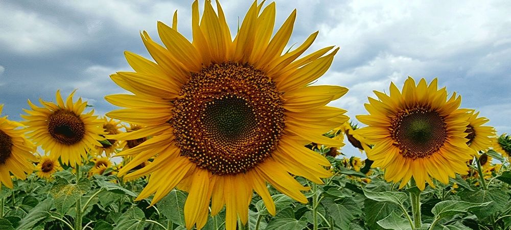 Фотография автора Evgeniya KHOKHLOVA