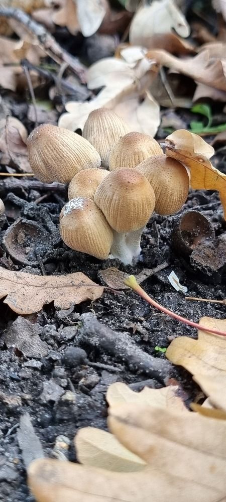 Фотография автора Evgeniya KHOKHLOVA